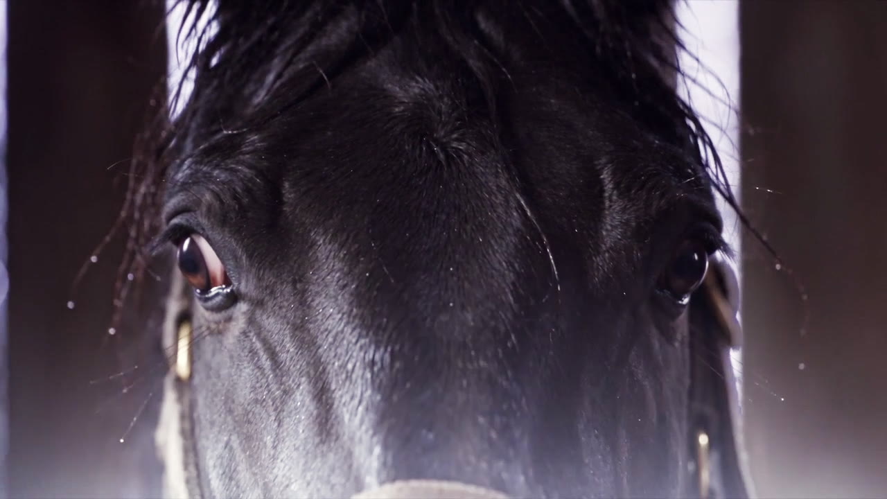 The black stallion's eye, frightened by the thunder
